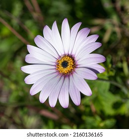 Close-up Of A South African Daisy In A Garden With A Green Background