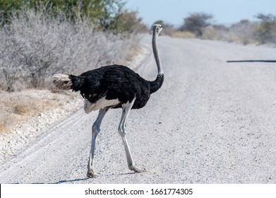 Closeup of a South African Ostrich -Struthio camelus australis-, also known as the black necked Ostrich, Southern Ostrich, or Cape Ostrich, crossing a road in Etosha National Park, Namibia.