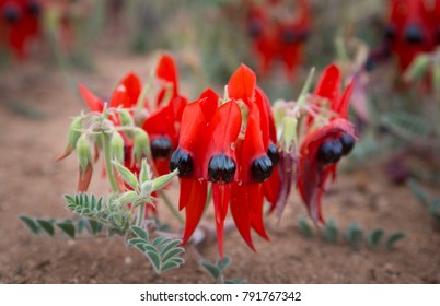 Close-up of South Australian floral emblem Desert Sturt Pea flowers blooming in remore outback area