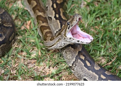 Closeup Southern African Rock Python Yawning Stock Photo 2199077623 ...