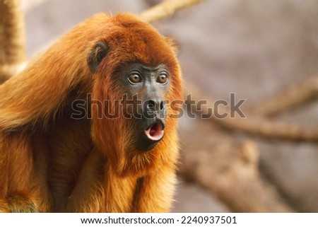 Close-up of a Southern Brown Howler (Alouatta guariba clamitans) - Bugio ruivo, a red fur monkey native to southeastern Brazil and northeast Argentina, suceptible to the yellow fever disease