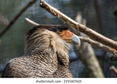 Close-up Of Southern Caracara Bird