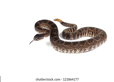 Closeup of a Southern Pacific Rattlesnake in front of a white background. On white.