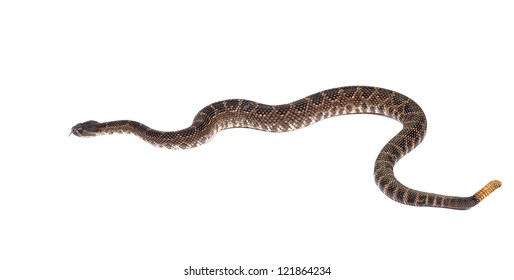 southern pacific rattlesnake with mouth open