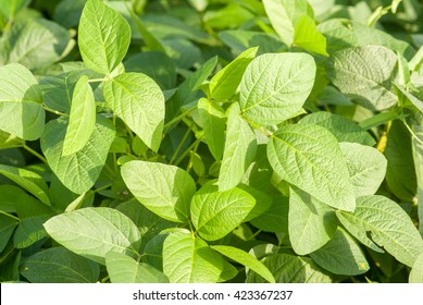 9,197 Young soybean plants Images, Stock Photos & Vectors | Shutterstock