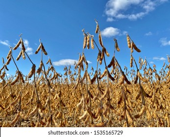 Closeup Of Soybean Field Ready For Harvest In Hamilton, Ontario, Canada.