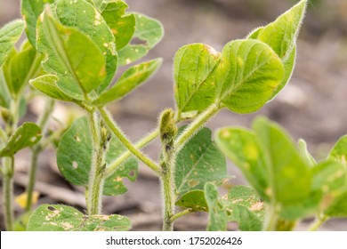 Closeup Of Soybean Plant, V2 Growth Stage, With Shoot Apex, Petiole And Trifoliate Leaf. Concept Of Soybean Health And Growth Stages