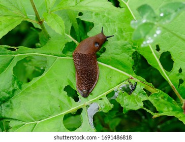 Closeup Of A Spanish Slug