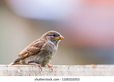 Closeup of sparrow on grey background