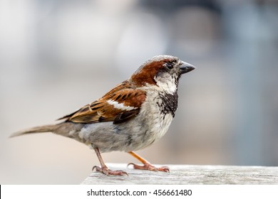 closeup of a sparrow on a wooden table against a grey background