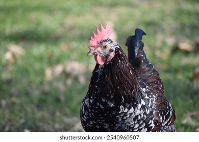 Close-up of a speckled rooster with vibrant red comb in a grassy outdoor setting, showcasing the charm of farm life and poultry beauty. - Powered by Shutterstock