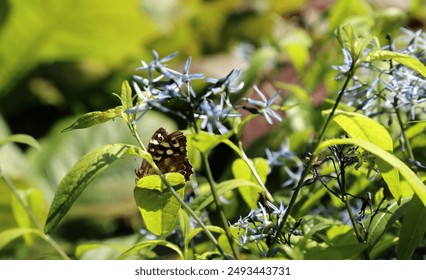 Closeup of a Speckled Wood butterfly perched on Eastern Bluestar flowers, Derbyshire England
 - Powered by Shutterstock