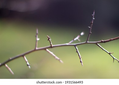 Nahaufnahme eines spitzen Zweiges des Strauchs mit jungen Knospen auf grünem Hintergrund, Winter- und Frühlingsblick
