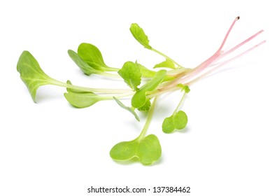 Close-up Of A Spicy Daikon Radish Sprout