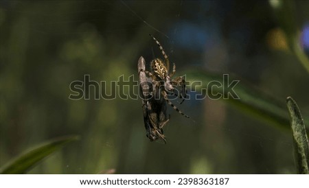 Close-up of spider eating fly. Creative. Spider wraps insect in web for food. Spider on web with victim in summer meadow