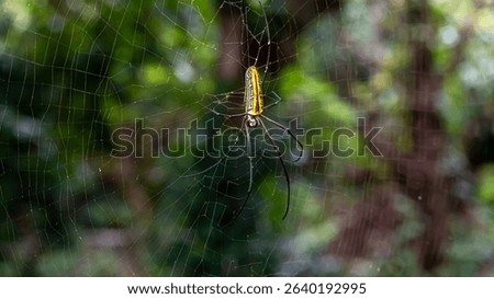 Close-up of a spider on its web in a lush green natural environment.