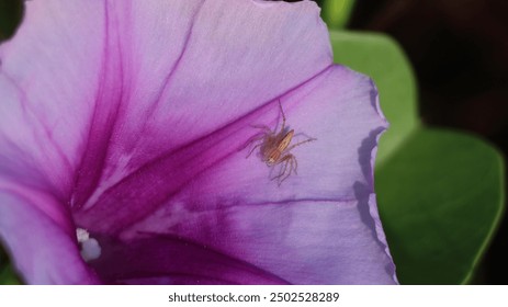 A close-up of a spider resting on a vibrant purple morning glory flower, with detailed petal textures visible. - Powered by Shutterstock