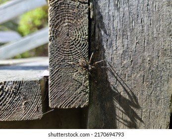 A closeup of a spider as it sticks to the side of a wooden staircase.