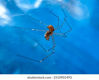 Primer plano una araña