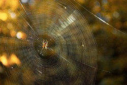 Close-up Of Spider Weaving Web In Forest. Spider Web In Sunny Forest. Spider Web In The Forest On A Bright Sunny Autumn Day