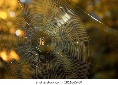 Close-up of spider weaving web in forest. Spider web in sunny forest. spider web in the forest on a bright sunny autumn day