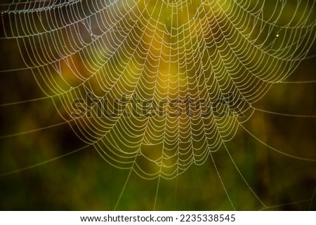 Similar – Image, Stock Photo young leaf Environment