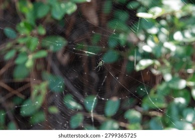 Closeup of a spider in a spider web