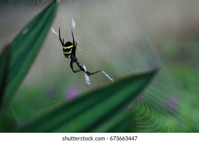 close-up spider in the web