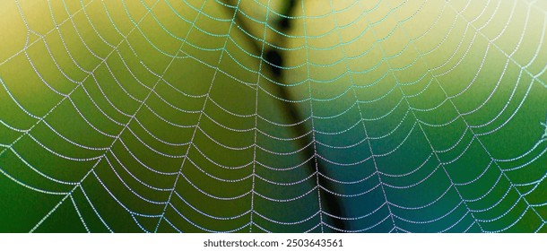 Close-up of a spider web covered in dew drops, creating a mesmerizing pattern in the morning light. - Powered by Shutterstock