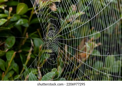 Close-up of a spider web with dew drops against a green background