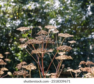 Close-up of a spider web stretched across dried plant stems, illuminated by sunlight with a blurred, lush green background - Powered by Shutterstock