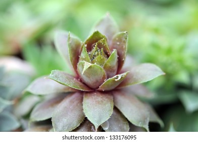 Closeup Of Spiderweb Houseleek (orpine Family) In Garden