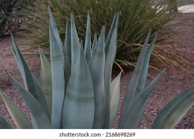 Close-up Of The Spiked Leaves Of An American Agave Century Plant.