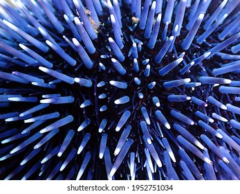 Close-up Of The Spikes Of A Brillant Blue Sea Urchin