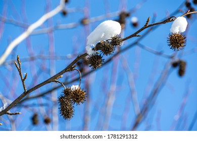 Spiky Brown Ball Hd Stock Images Shutterstock