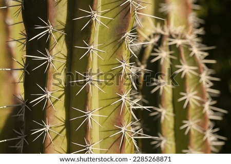A close-up of a spiky cactus