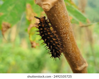 Close-up of a spiky caterpillar, Euthalia aconthea, on a tree branch. The caterpillar's dark color and sharp spines are clearly visible against a blurred natural background. - Powered by Shutterstock