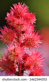 Closeup of a Spiky Pink Plant