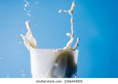 Close-up Of Spilled Milk From Glass Against Blue Background, Copy Space. Unaltered, Food, Drink, Studio Shot And Healthy Food Concept,