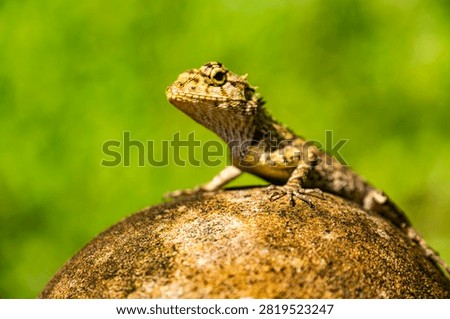 Closeup of a Spineless Forest Lizard (Calotes liocephalus) with green background.