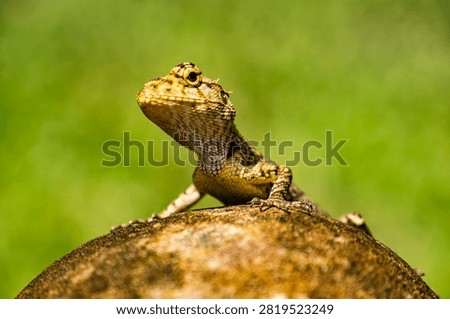 Closeup of a Spineless Forest Lizard (Calotes liocephalus) with green background.