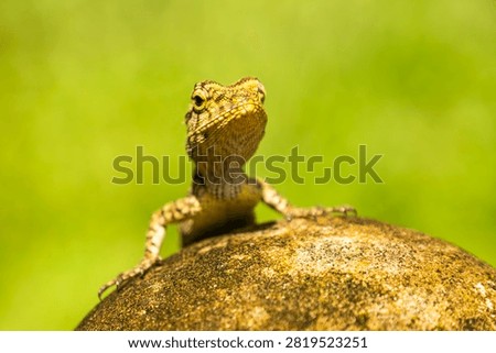 Closeup of a Spineless Forest Lizard (Calotes liocephalus) with green background.