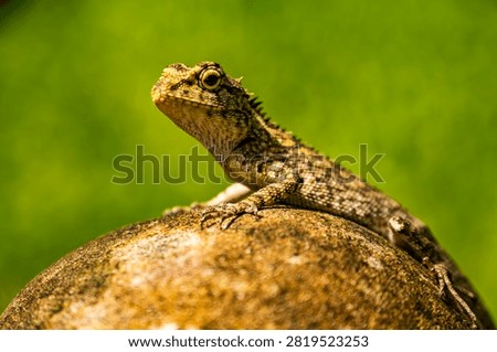 Closeup of a Spineless Forest Lizard (Calotes liocephalus) with green background.