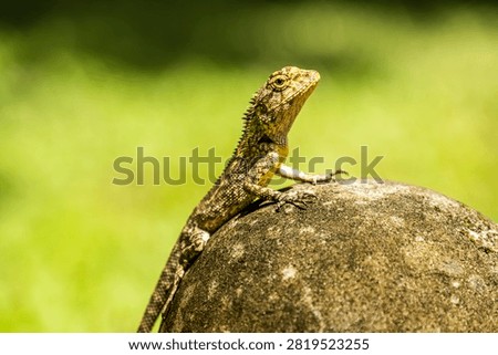 Closeup of a Spineless Forest Lizard (Calotes liocephalus) with green background.