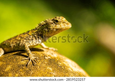 Closeup of a Spineless Forest Lizard (Calotes liocephalus) with green background.