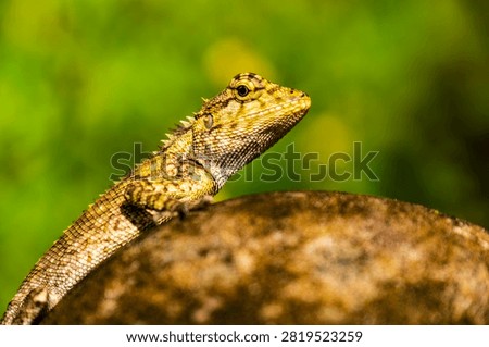 Closeup of a Spineless Forest Lizard (Calotes liocephalus) with green background.
