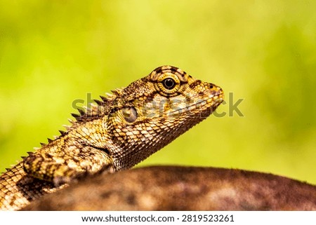 Closeup of a Spineless Forest Lizard (Calotes liocephalus) with green background.