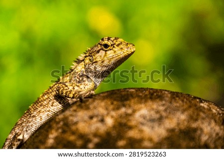 Closeup of a Spineless Forest Lizard (Calotes liocephalus) with green background.