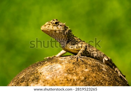 Closeup of a Spineless Forest Lizard (Calotes liocephalus) with green background.