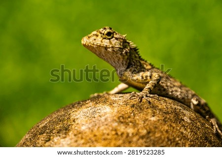 Closeup of a Spineless Forest Lizard (Calotes liocephalus) with green background.
